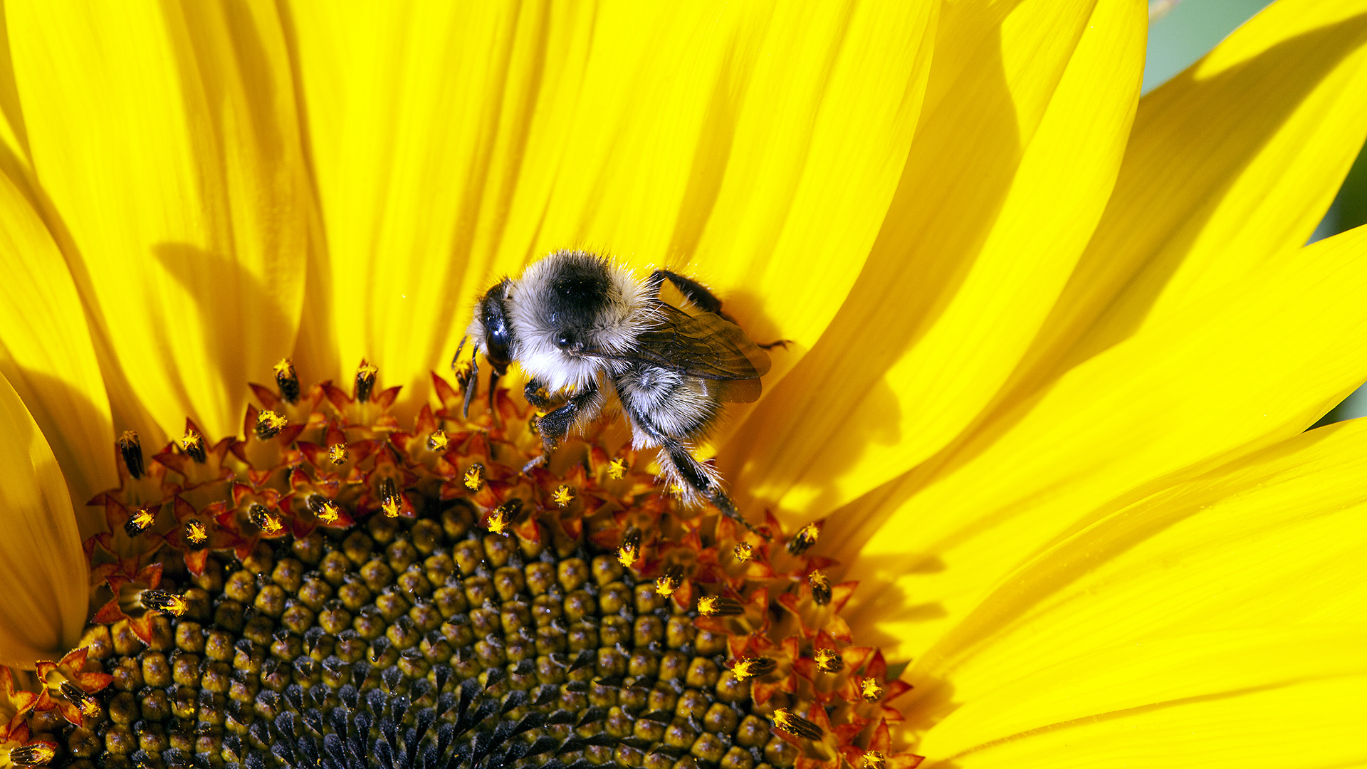 Hummel auf Blüte