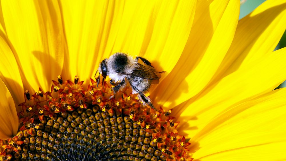 Hummel auf Blüte