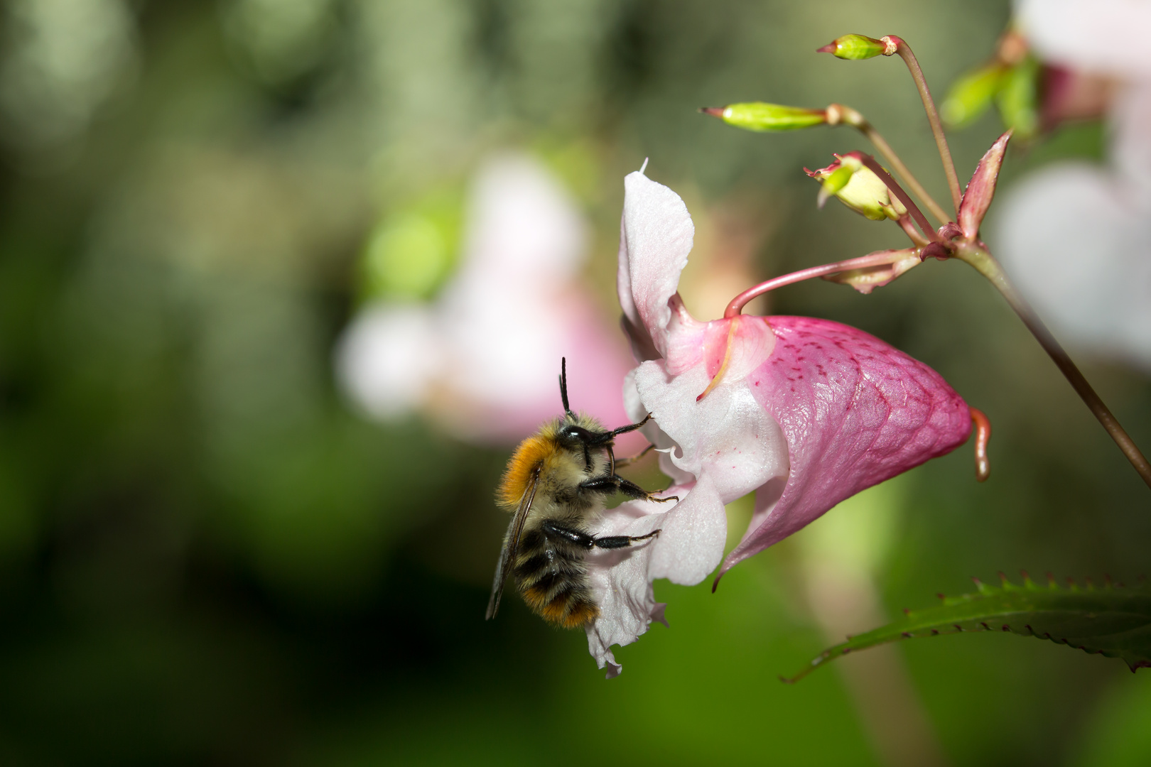 Hummel auf Blüte