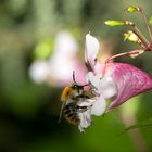 Hummel auf Blüte