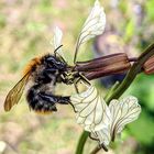 Hummel auf Blüte