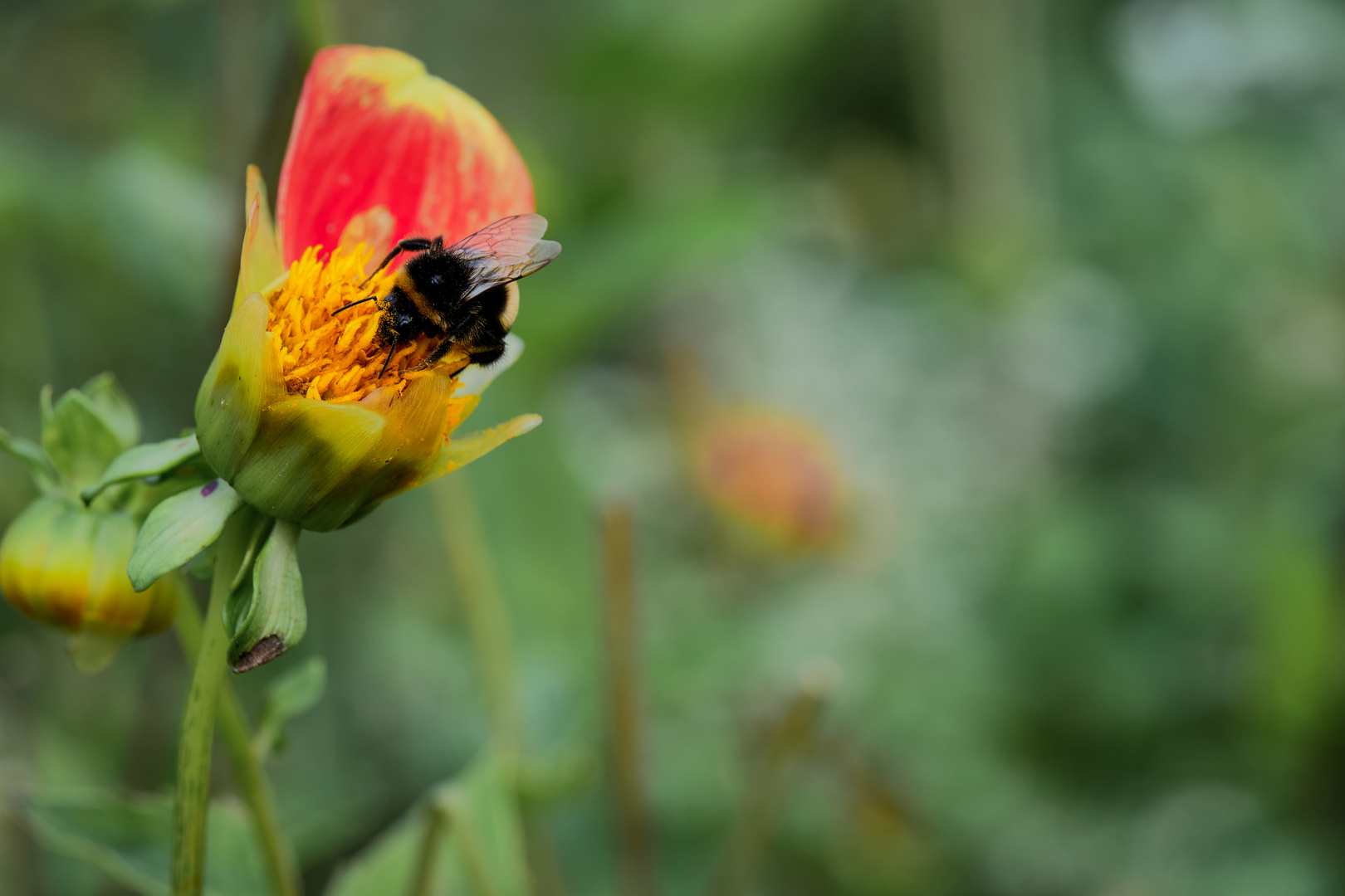 Hummel auf Blüte