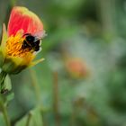 Hummel auf Blüte