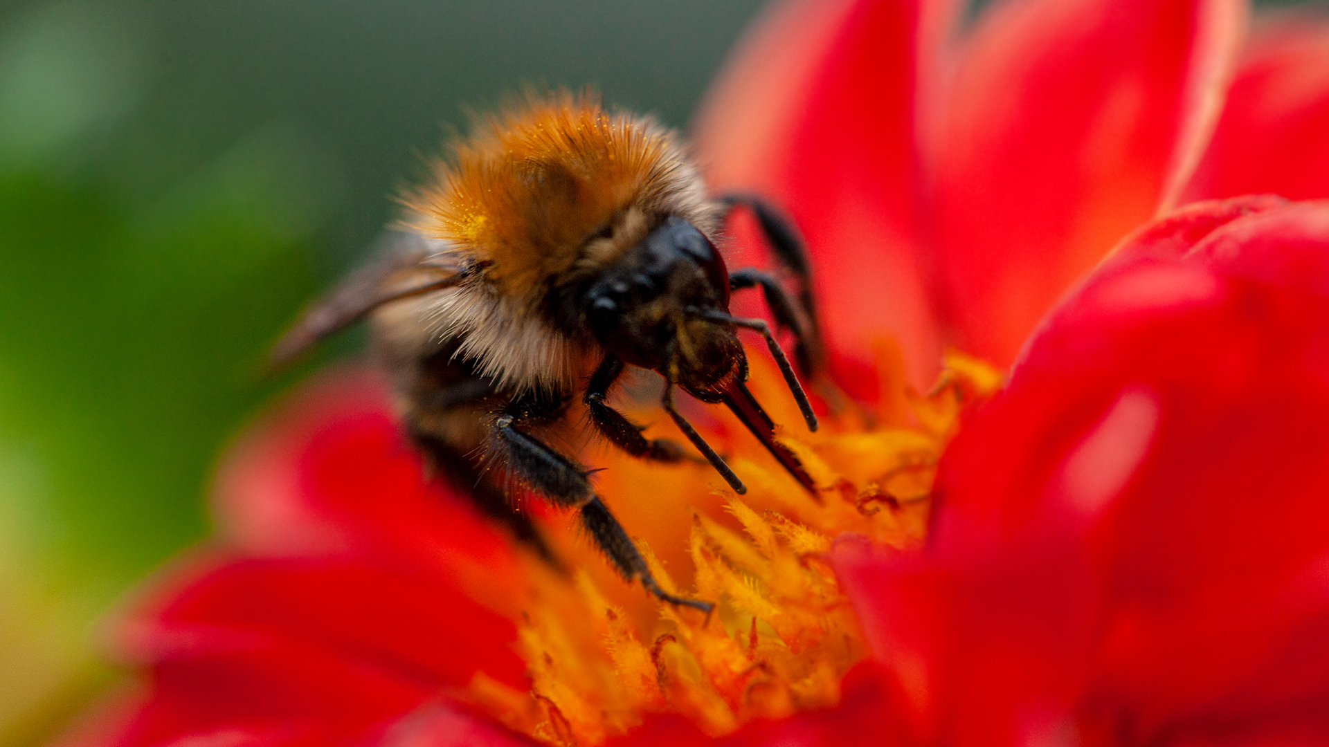 Hummel auf Blüte