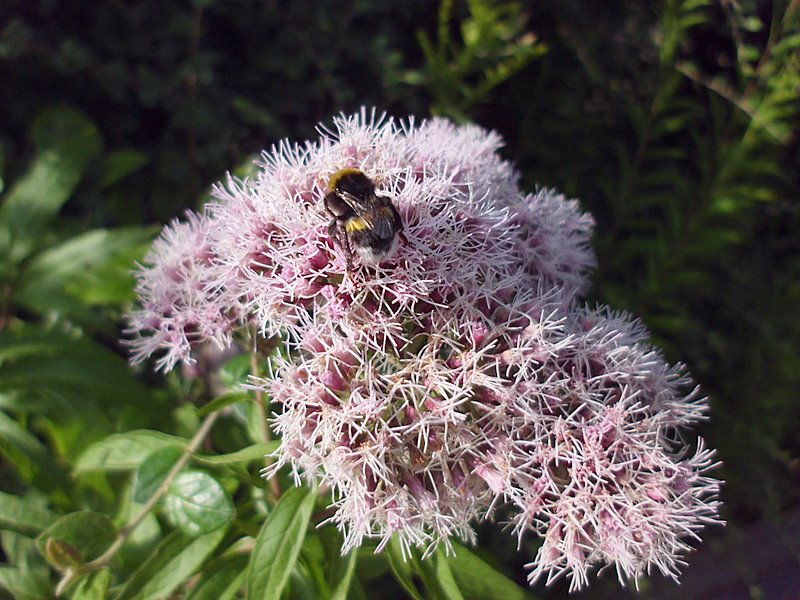 Hummel auf Blüte