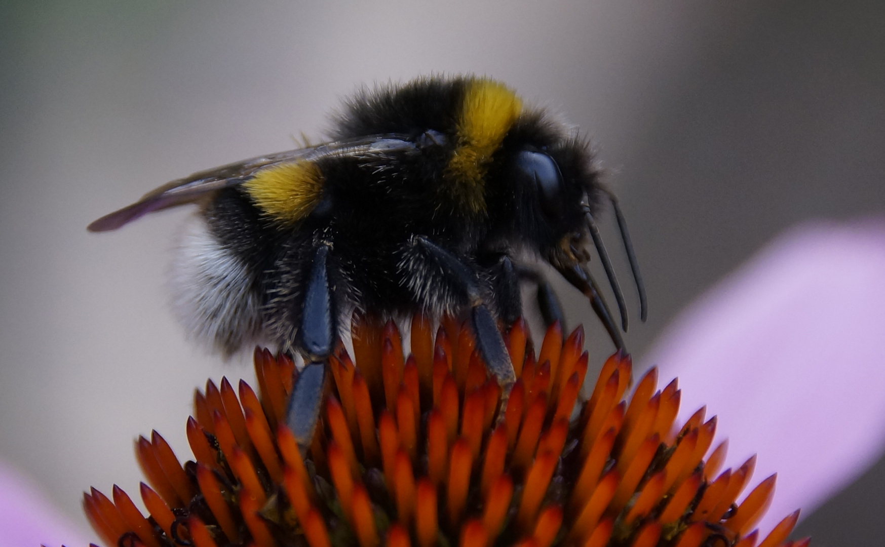 Hummel auf Blüte