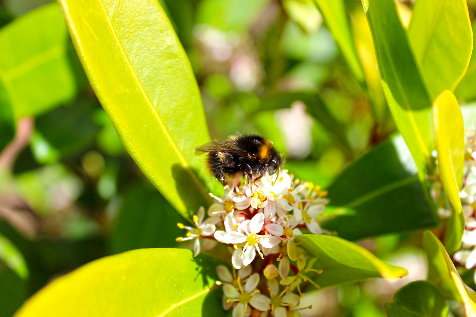 Hummel auf Blüte