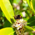 Hummel auf Blüte