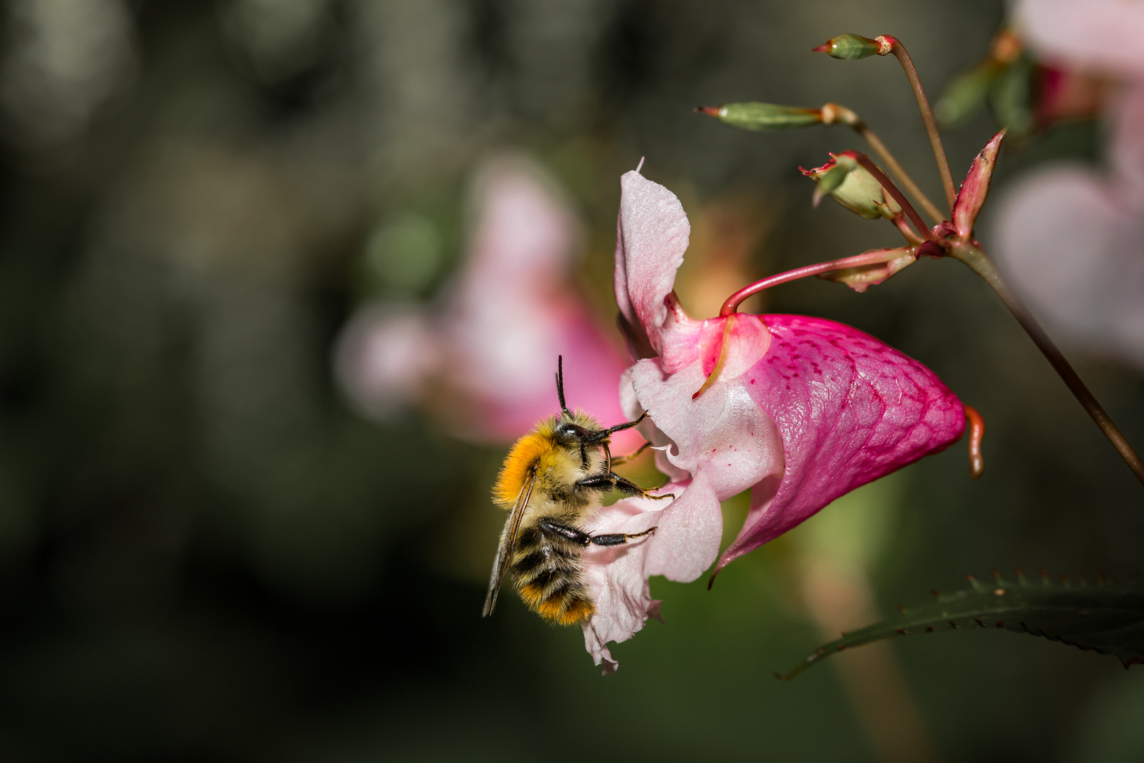 Hummel auf Blüte