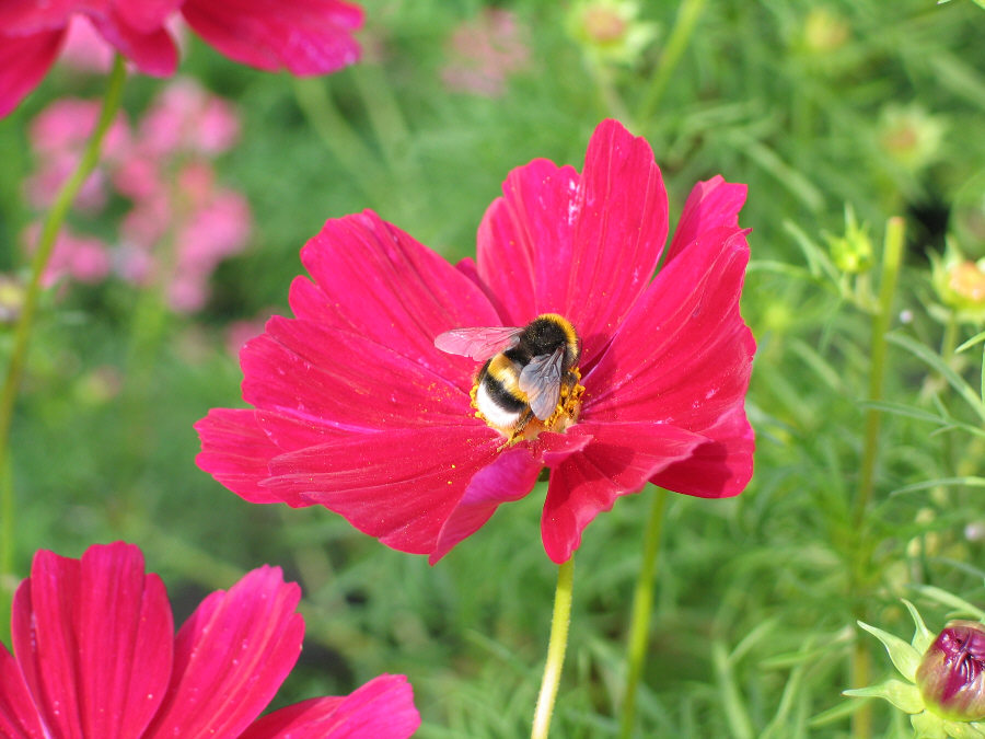 Hummel auf Blüte