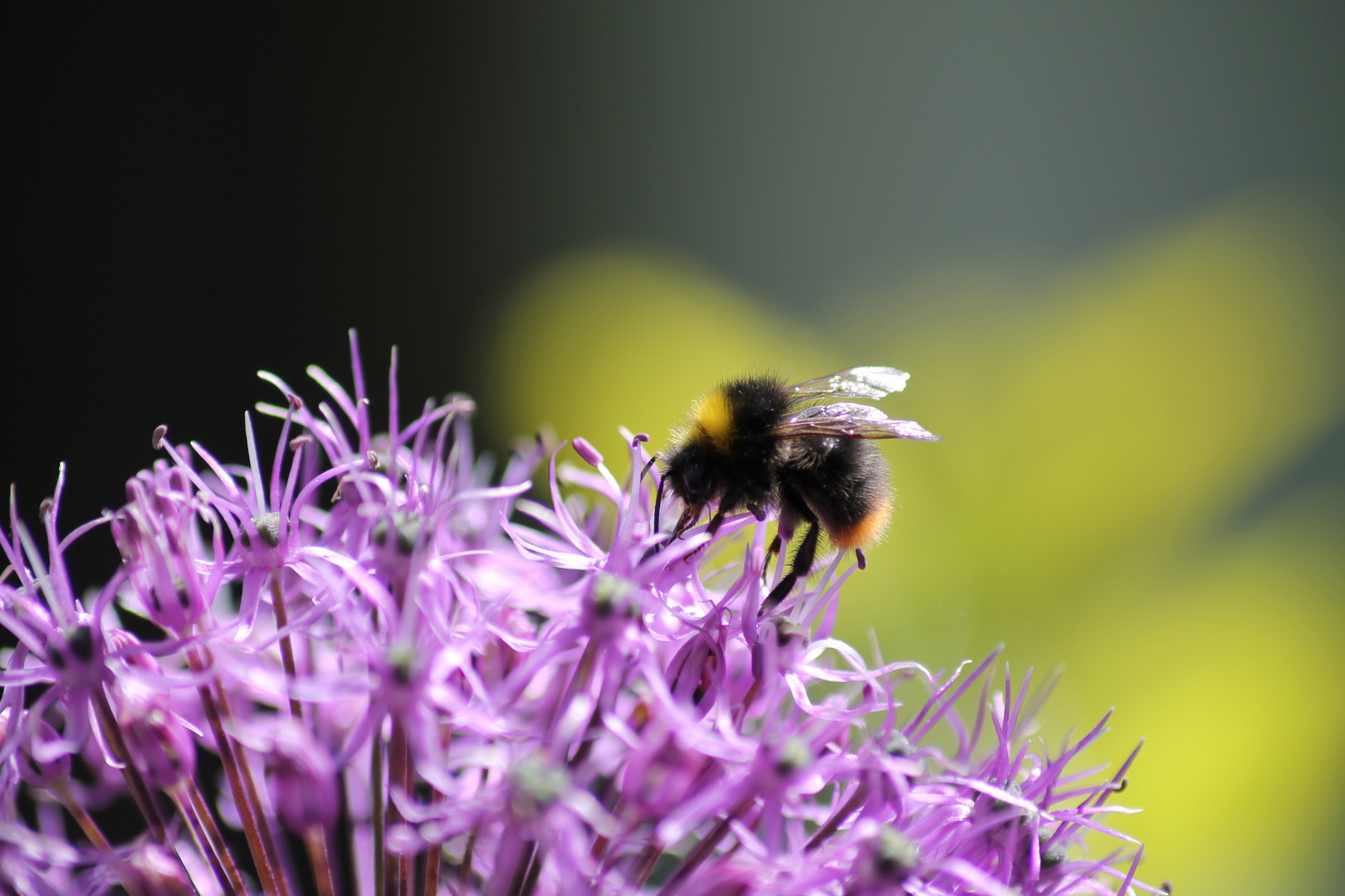 Hummel auf Blüte