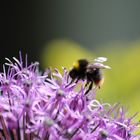 Hummel auf Blüte