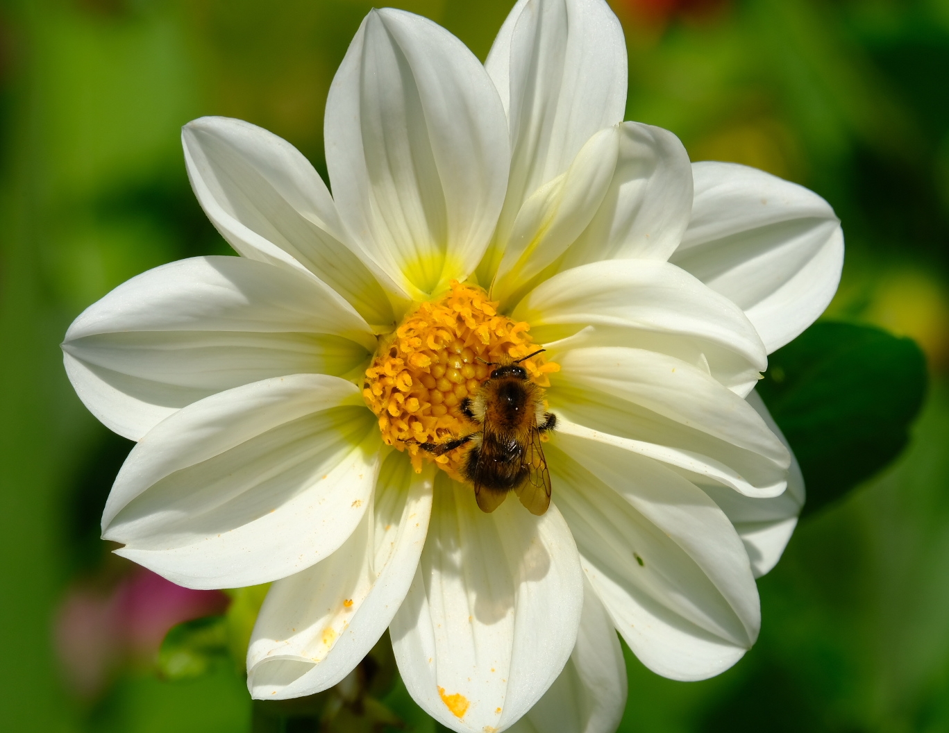 Hummel auf Blüte 