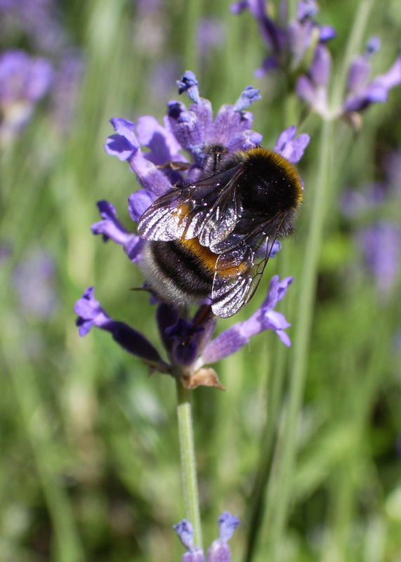 Hummel auf Blüte