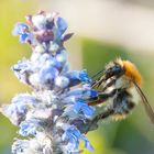 Hummel auf Blüte