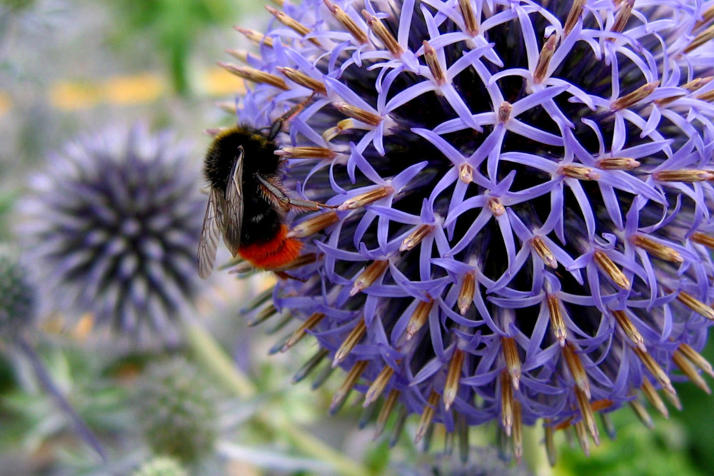 Hummel auf Blüte