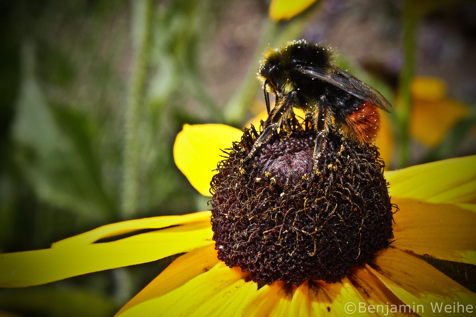 Hummel auf Blüte