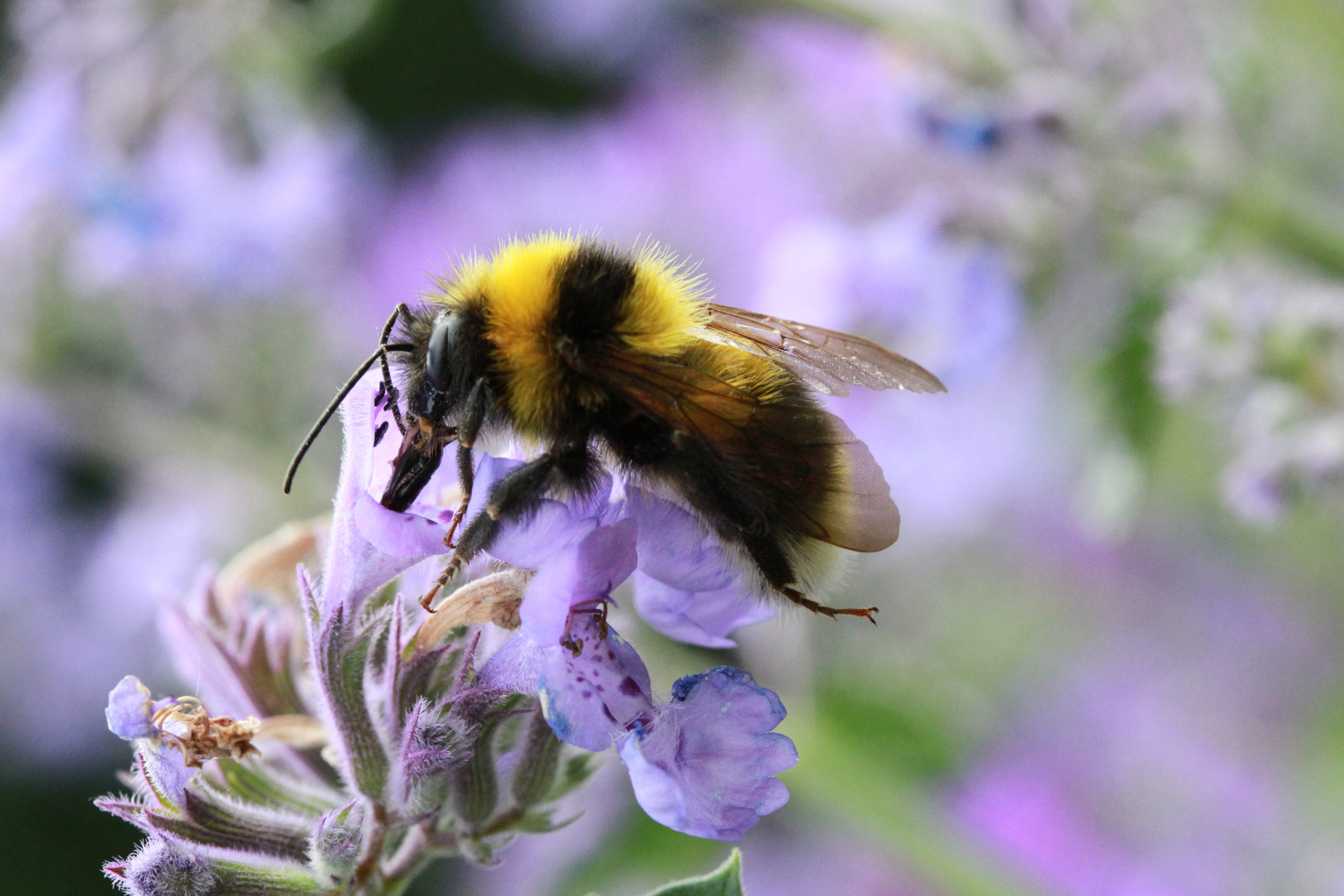 Hummel auf Blüte