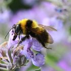 Hummel auf Blüte