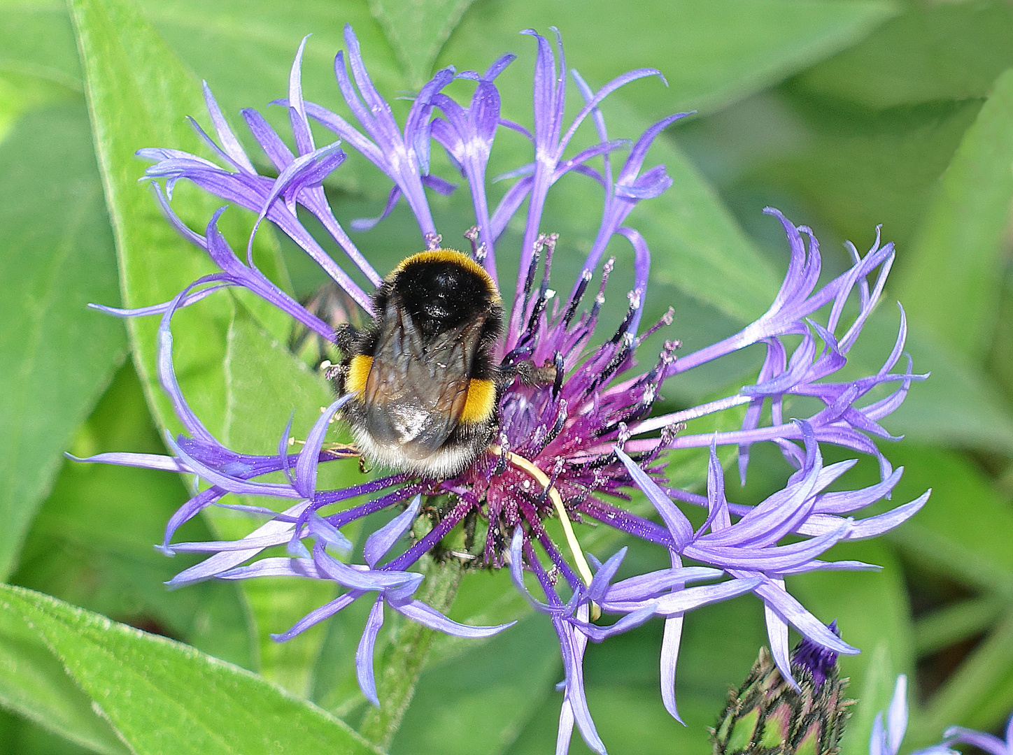 Hummel auf Blüte