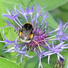 Hummel auf Blüte