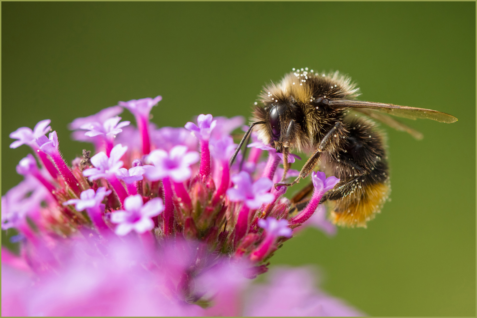 Hummel auf Blüte