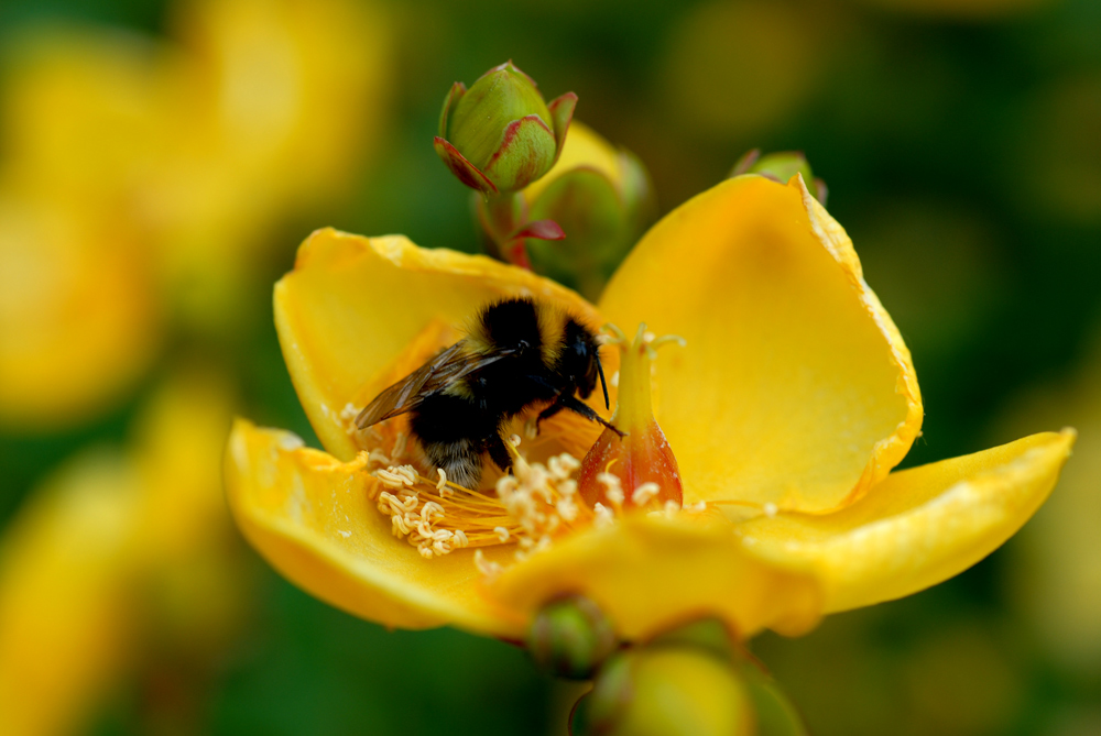 Hummel auf Blüte!