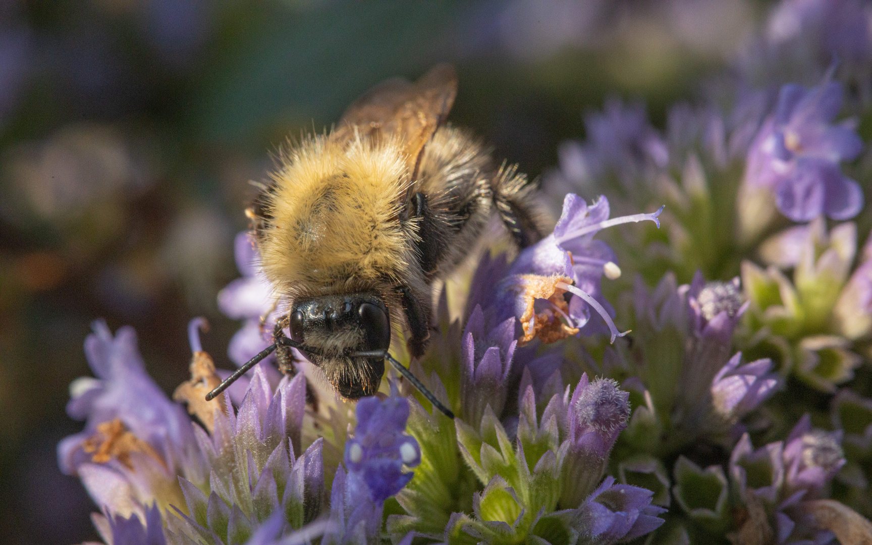 Hummel auf Blüte (violett)