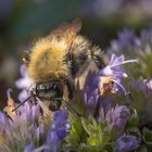 Hummel auf Blüte (violett)