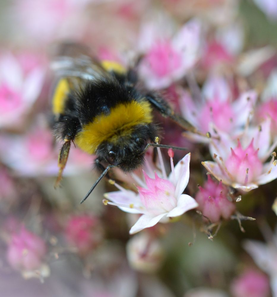 Hummel auf Blüte von Fetthenne