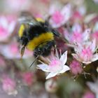 Hummel auf Blüte von Fetthenne