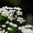 Hummel auf Blüten