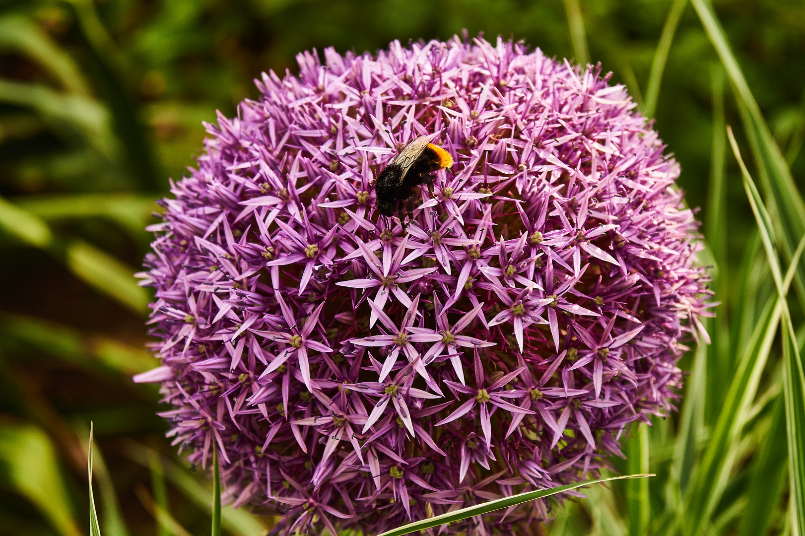 Hummel auf Blume