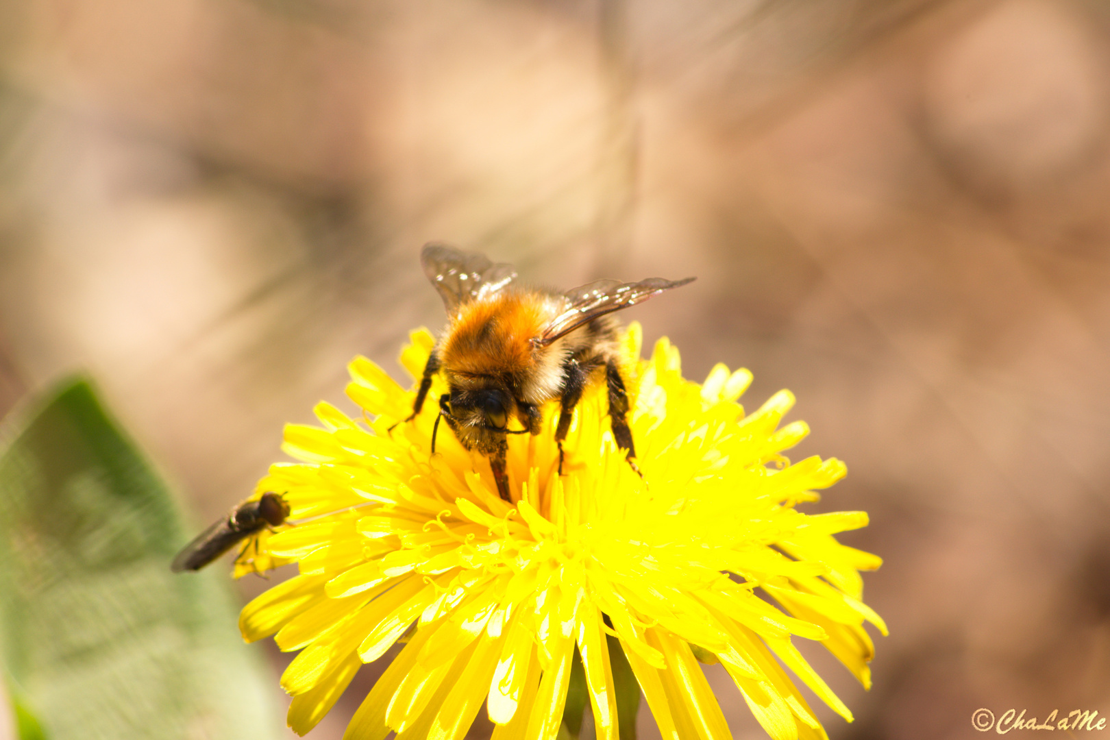 Hummel auf Blume