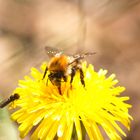 Hummel auf Blume