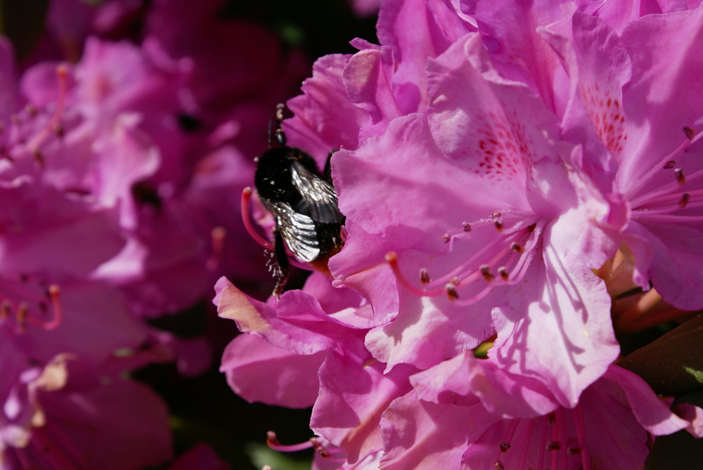 Hummel auf Blume