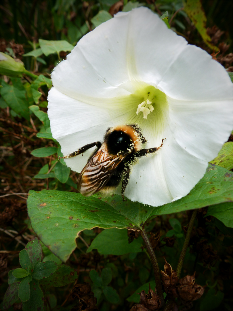 Hummel auf Blume