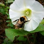 Hummel auf Blume