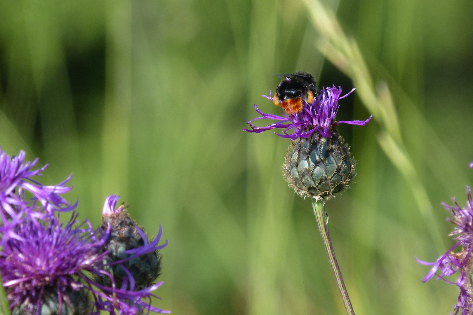 Hummel auf Blume