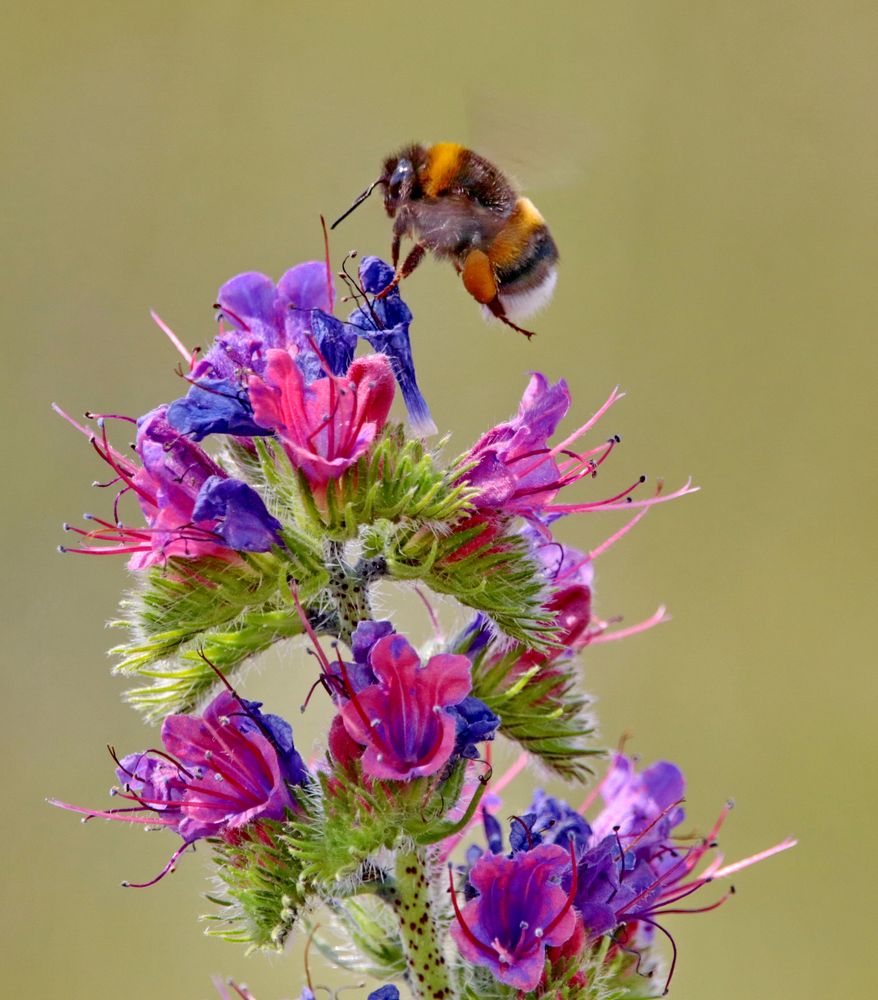  Hummel auf Blume