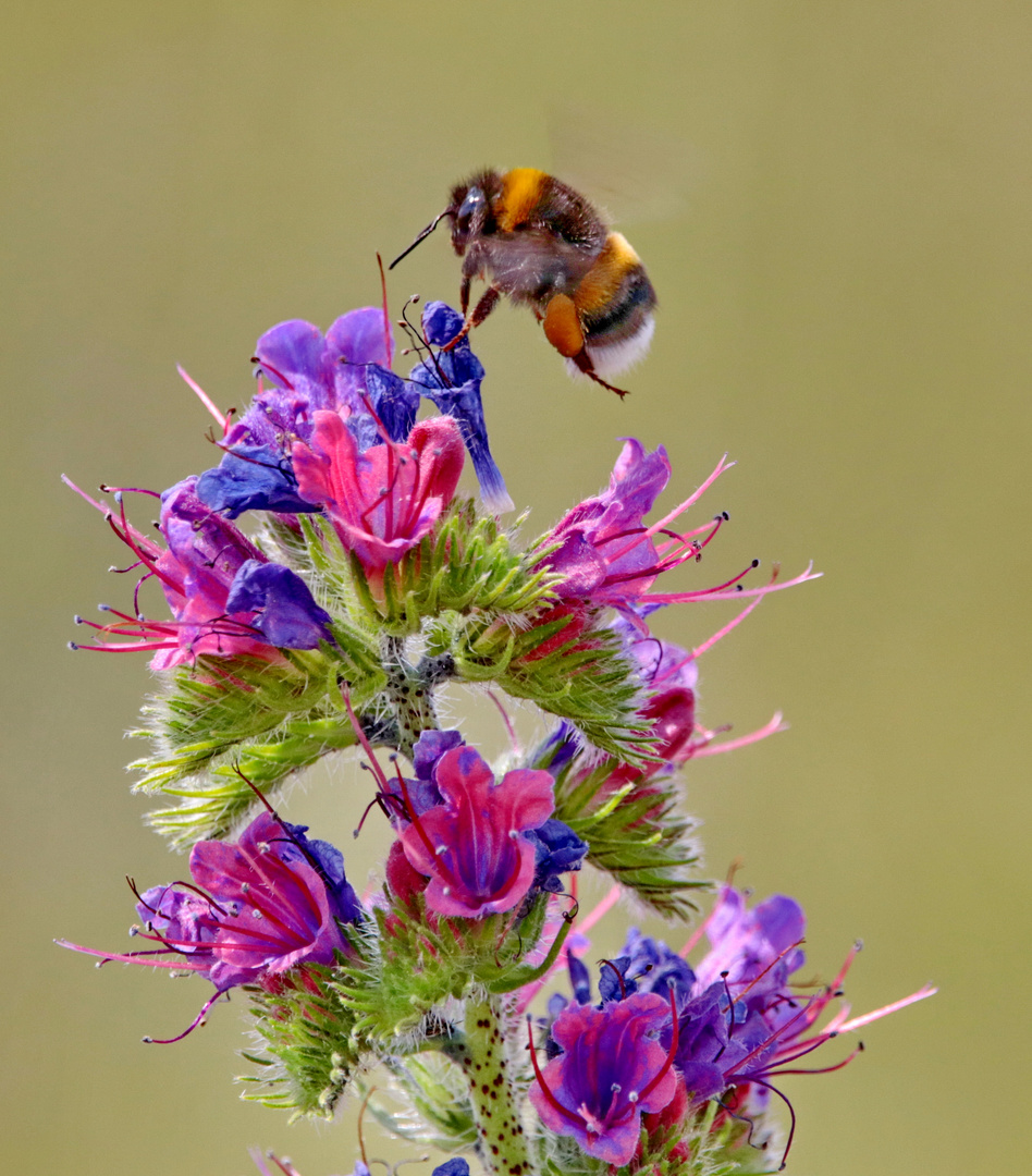  Hummel auf Blume