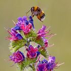  Hummel auf Blume