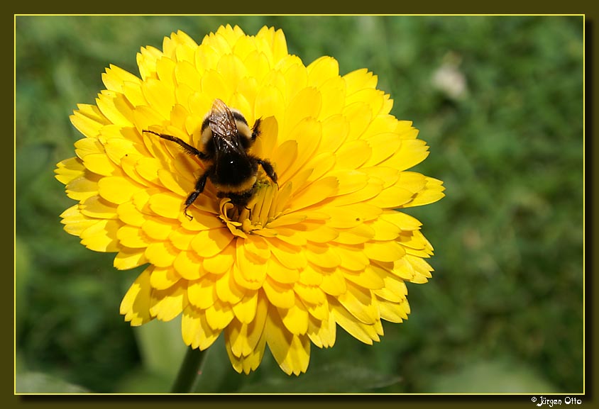 Hummel auf Blume