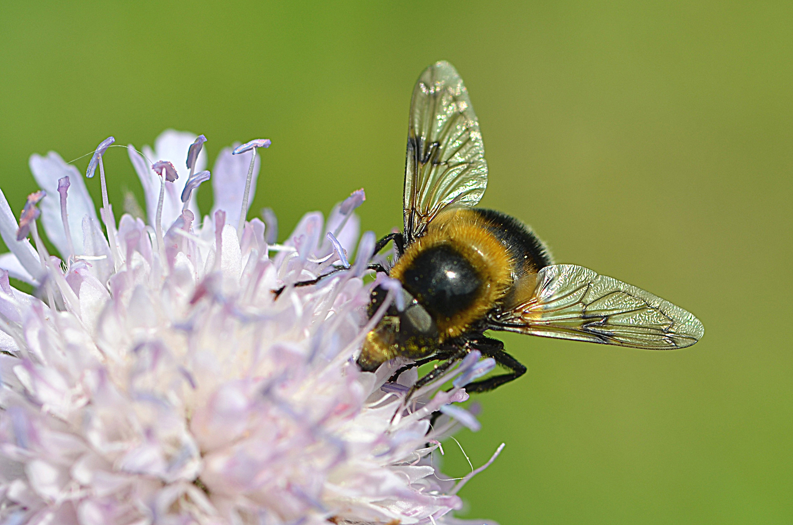 Hummel auf Blume