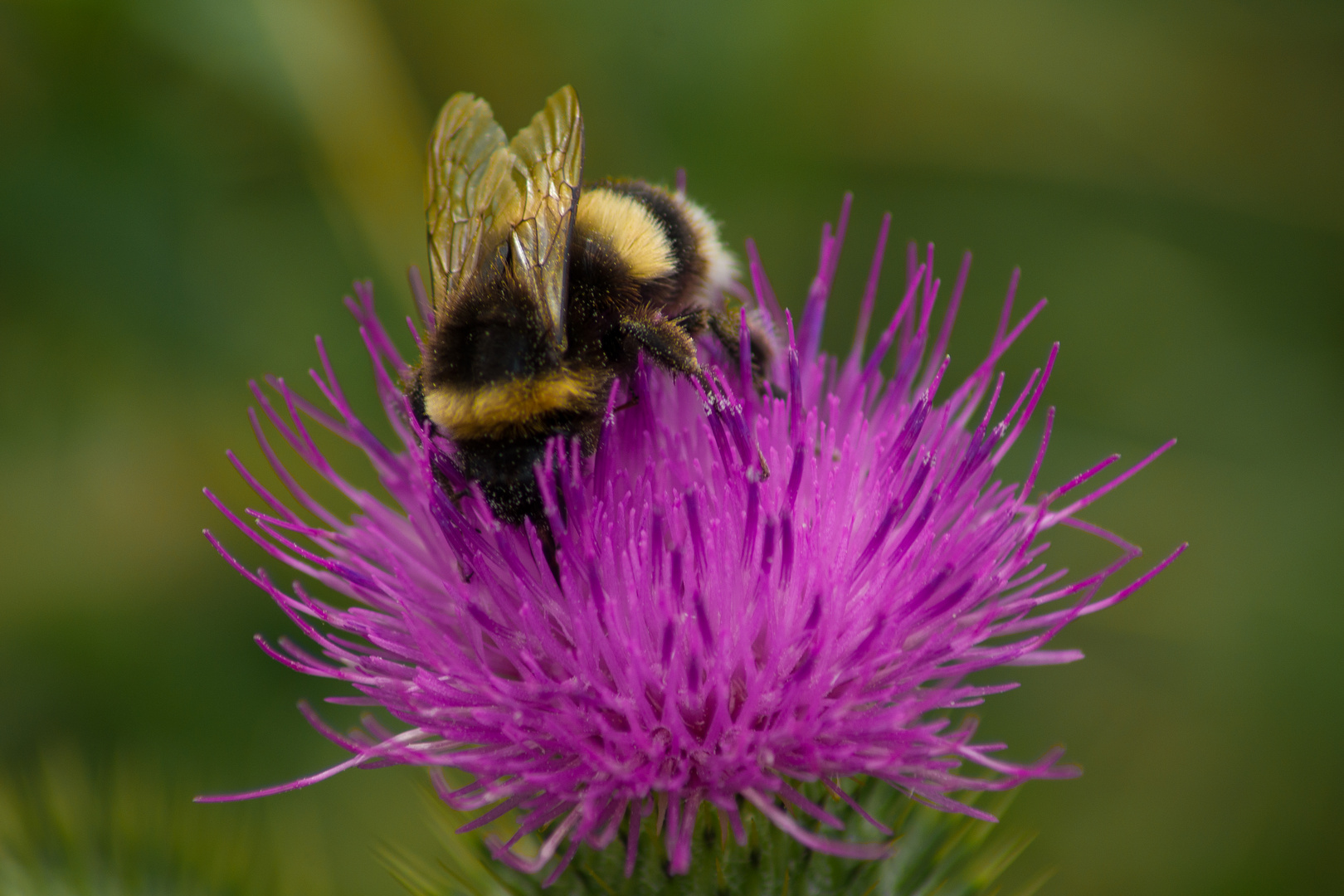 Hummel auf Blume