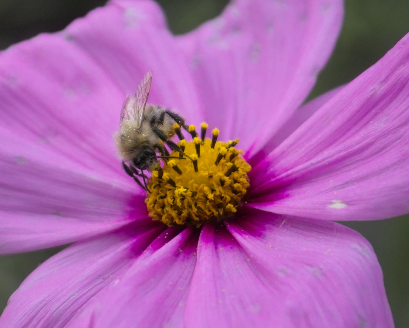 Hummel auf Blume....