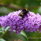 Hummel auf Blume