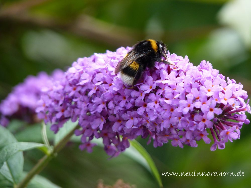 Hummel auf Blume