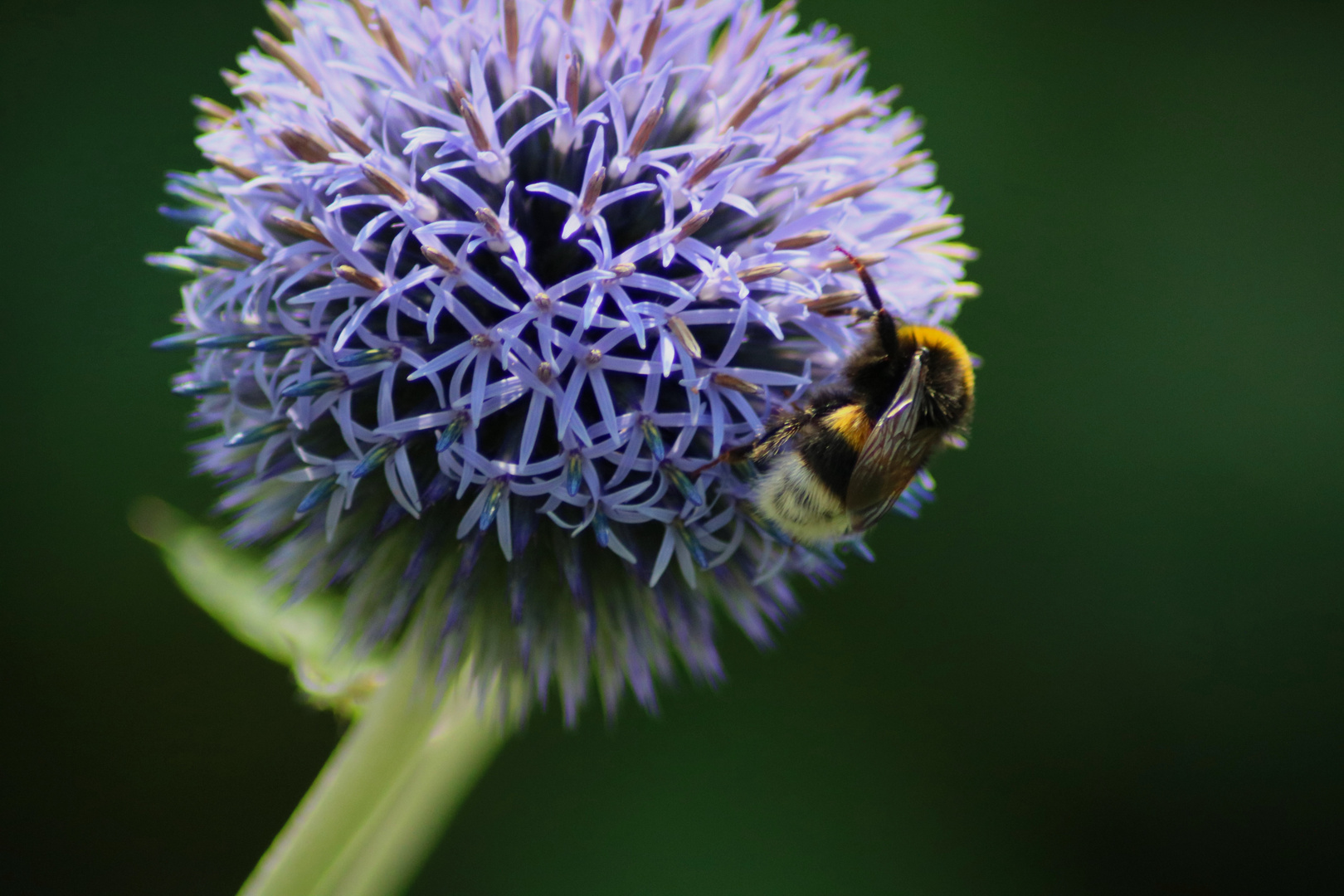 Hummel auf Blume