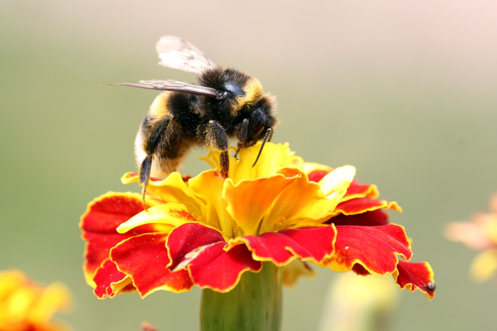 Hummel auf Blume